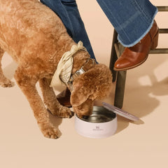 Pet Bowl